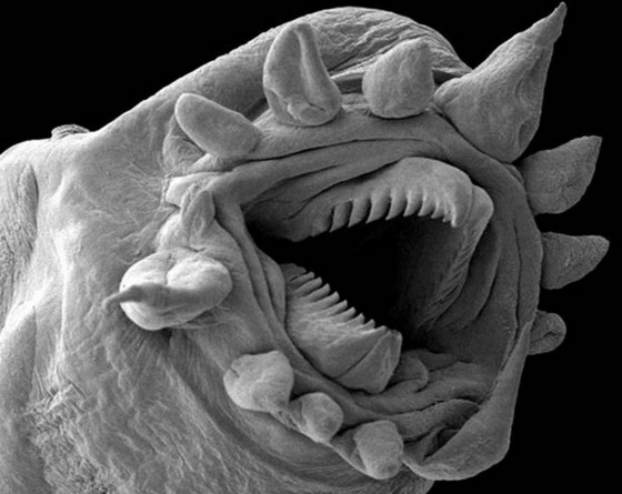 Муха под микроскопом