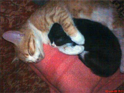 рыжий кот и черный котенок