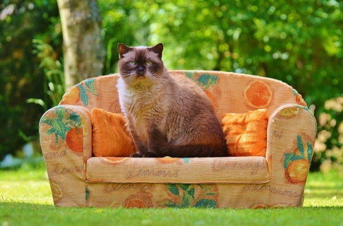 кошка на диванчике